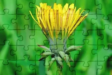 2 jigsaw puzzle