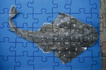 Squatina guggenheim jigsaw puzzle