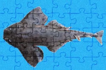 Squatina armata jigsaw puzzle