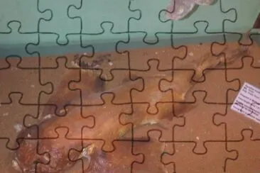 Squatina oculata jigsaw puzzle