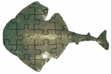 Squatina caillieti jigsaw puzzle