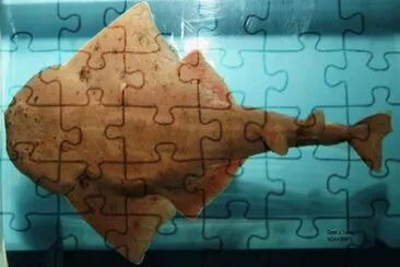 Squatina genus jigsaw puzzle