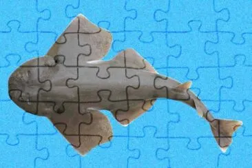 Squatina heteroptera jigsaw puzzle