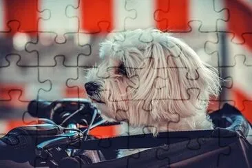 Foto jigsaw puzzle