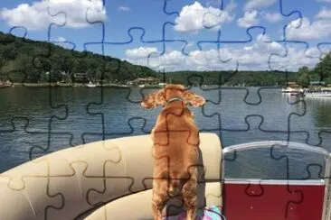 Dog jigsaw puzzle