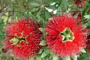 flowers jigsaw puzzle