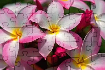flowers jigsaw puzzle