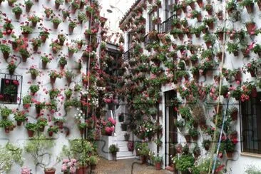 Patio Cordobes