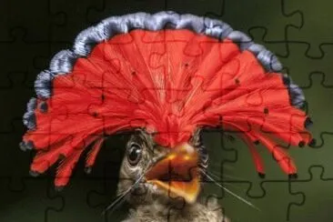 Foto jigsaw puzzle