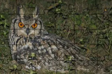 Gufo reale indiano jigsaw puzzle