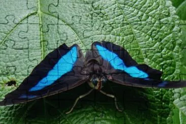 Archaoprepona demophon