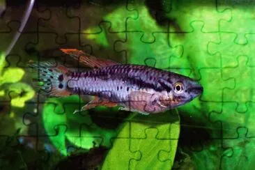 Aphyosemion bivittatum