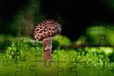 Foto jigsaw puzzle