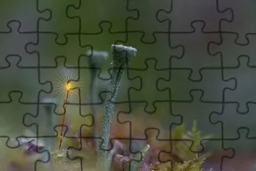 Foto jigsaw puzzle