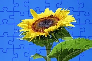 Foto jigsaw puzzle