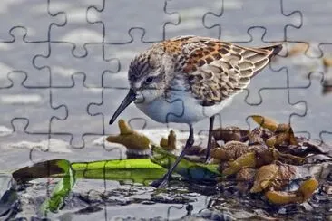Piro piro occidentale jigsaw puzzle