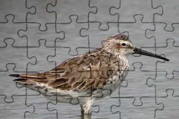 Piro piro zampelunghe jigsaw puzzle