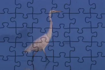 Egretta alba jigsaw puzzle