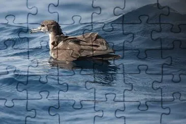 Berta cuneata jigsaw puzzle