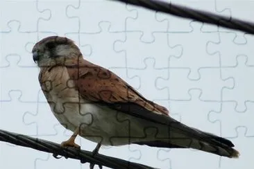 Gheppio australiano jigsaw puzzle