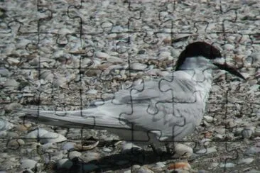 Sterna striata jigsaw puzzle