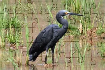 Egretta nera