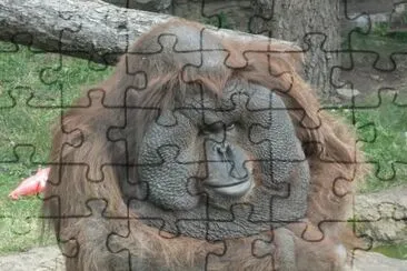dog jigsaw puzzle