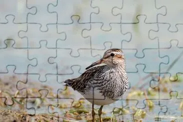 Piro piro pettorale jigsaw puzzle