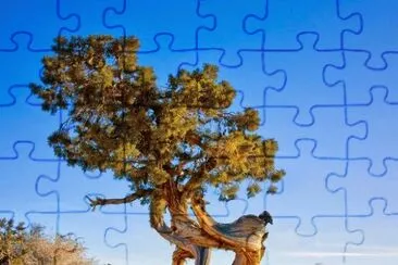 פאזל של imagem