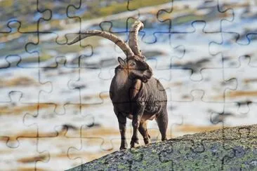 Pyrenaica jigsaw puzzle