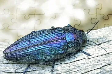 פאזל של Buprestis rustica