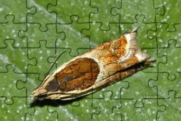 פאזל של Ancylis badiana