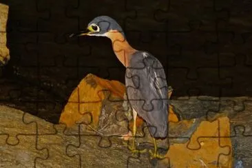 Nitticora dorsobianco jigsaw puzzle