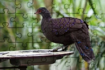 Speroniere di germain jigsaw puzzle