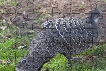 Speroniere grigio jigsaw puzzle