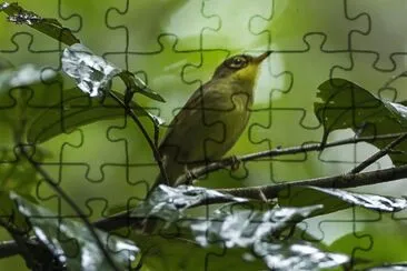 Bulverde beccocorto jigsaw puzzle