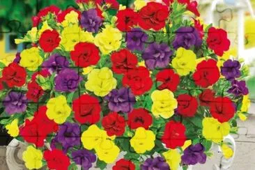  jigsaw puzzle
