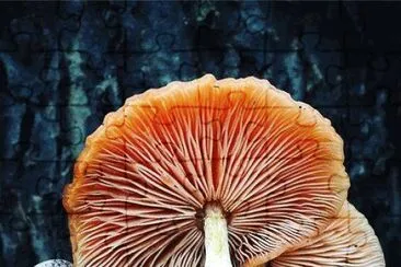 natural jigsaw puzzle