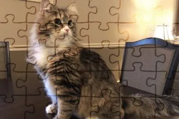 Siberiano tigratura spotted jigsaw puzzle