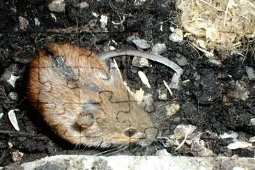Topo selvatico a dorso striato