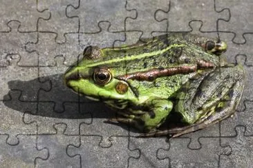 Esculenta jigsaw puzzle