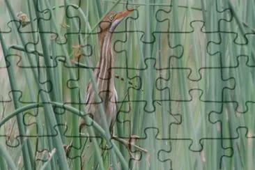 Tarabusino minore americano jigsaw puzzle