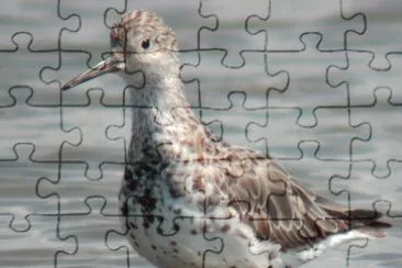 Piovanello beccosottile jigsaw puzzle