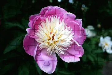 flores jigsaw puzzle