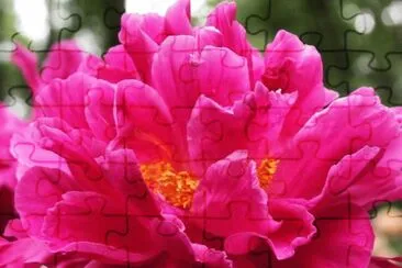 flores jigsaw puzzle