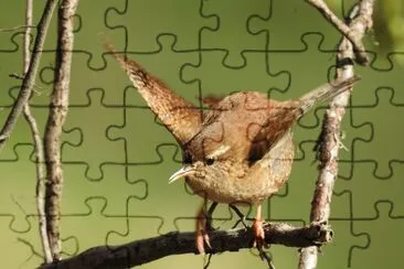 Wigola jigsaw puzzle