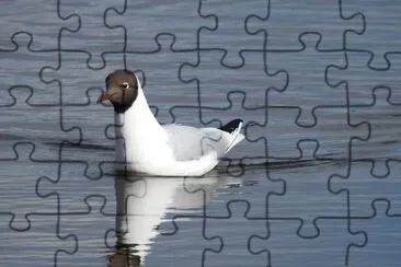 LachmÃ¶we jigsaw puzzle
