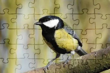 Kohlmeise jigsaw puzzle