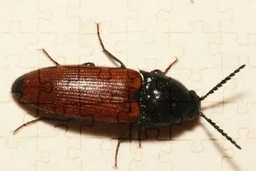 פאזל של Ampedus elongatulus