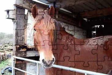 פאזל של Horse